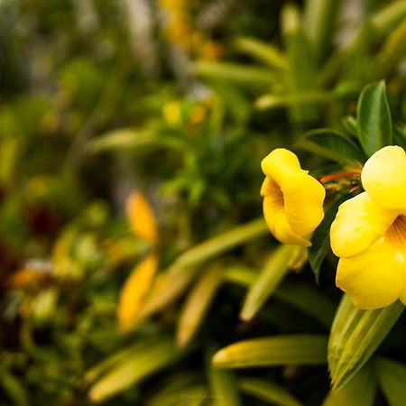 Villa Laurisilva サウサル エクステリア 写真