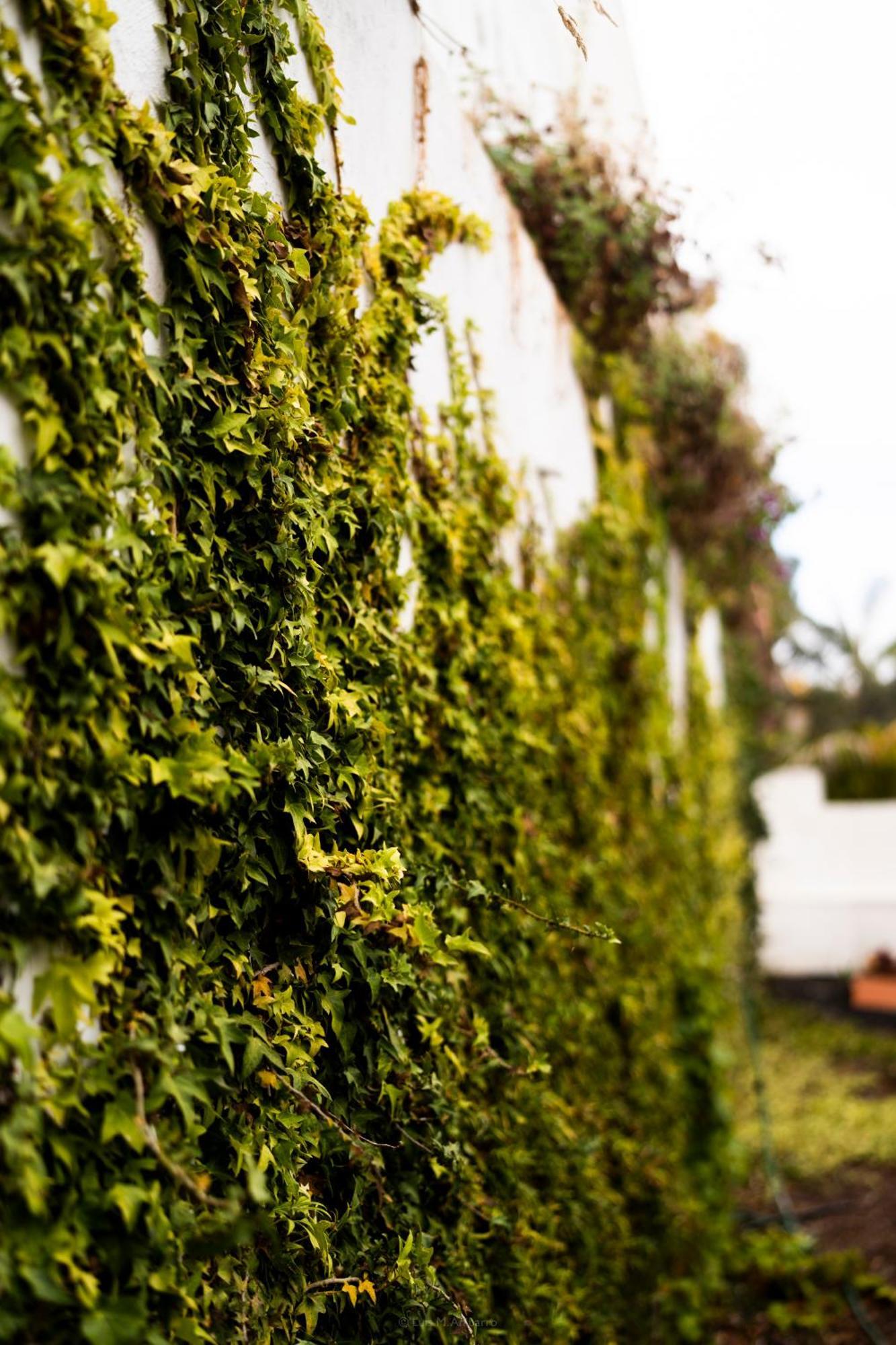 Villa Laurisilva サウサル エクステリア 写真